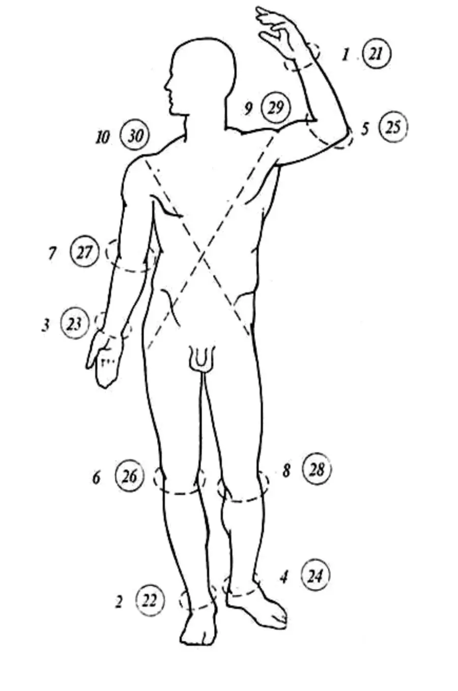 схематический рисунок тело человека