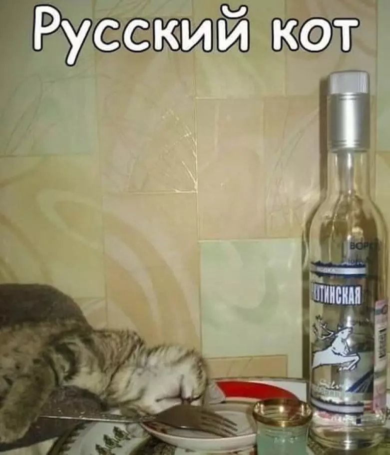 Кот и бутылка водки