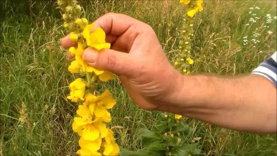 Цвет травы коровяк