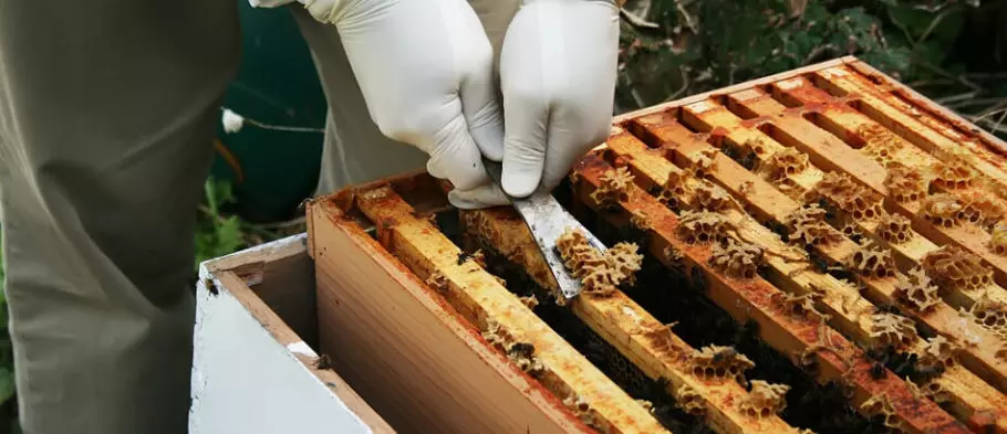 извлечение сот из пчелиного улья